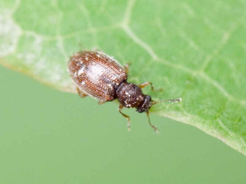 Cortinicara gibbosa (Herbst, 1793)